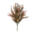 Red Baby's Grass Bush 21"